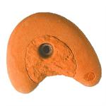 Klatregreb orange, close up